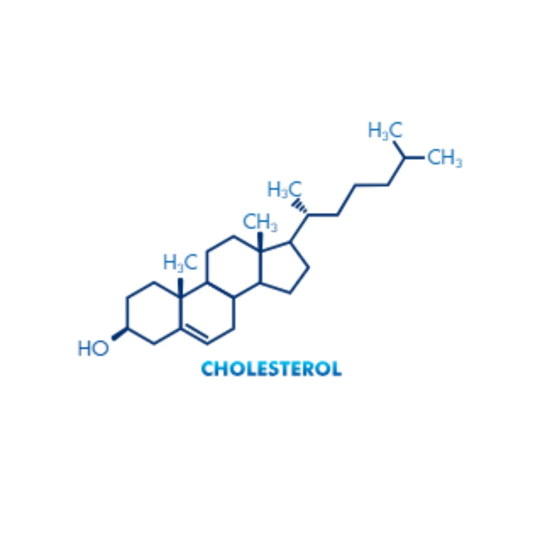 Molecular Model Set - Cholesterol (C₂₇H₄₆O)
